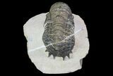 Bargain, Crotalocephalina Trilobite Fossil #67879-4